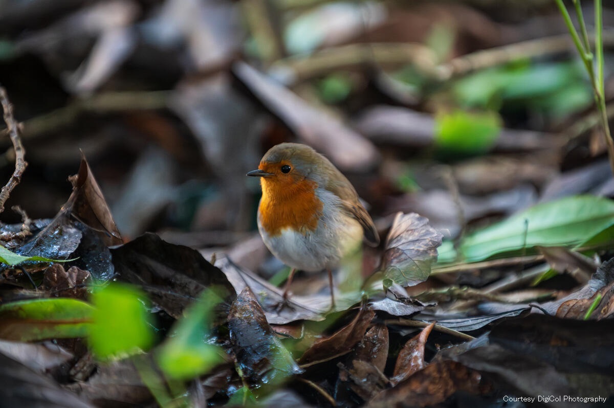 アイルランドのクリスマス】 クリスマスのカード、ケーキ、ツリーに