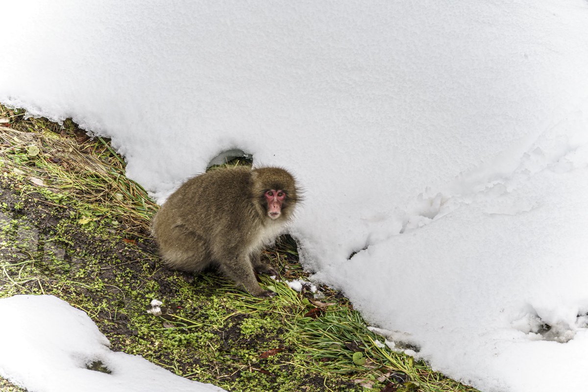 もっち (@Motchannel131) / Posts / X