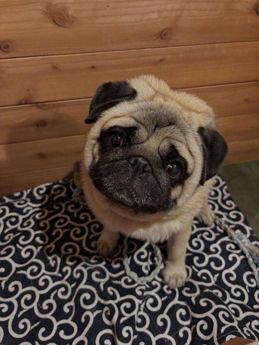 marymsmithson56's tweet photo. Do you love this so cute..🥰🥰
#pug #cute #puglife https://t.co/bRbwvqAkZU