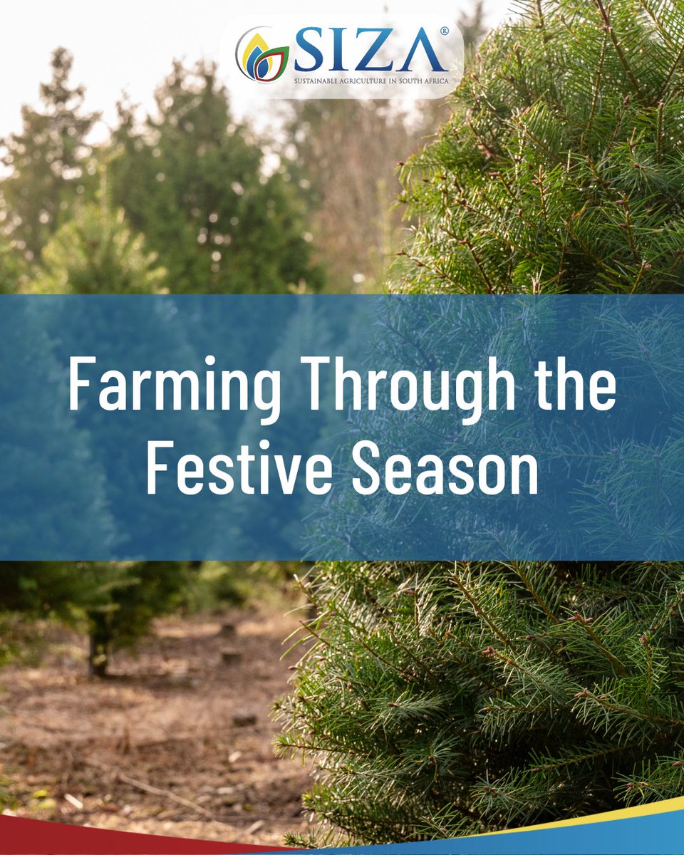 December is a time for rest for many, but some packhouses &amp; farms keep working. Employees must be given public holidays off or be paid double their daily wage. They can also exchange the holiday for another working day.
For more info, watch SIZA's video: youtube.com/watch?v=2uivYQ…