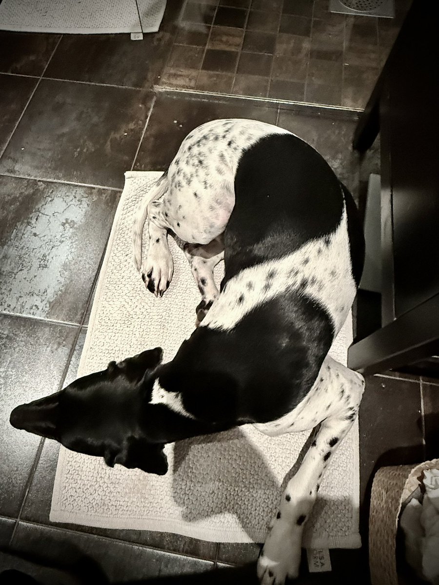 Man slipper ju ensamtid med Frans. Det är ett som är säkert.