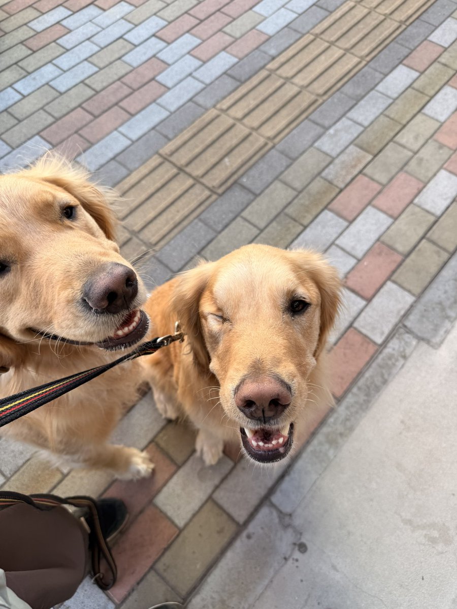 むぎとエール (@mugimeshi05) / Posts / X