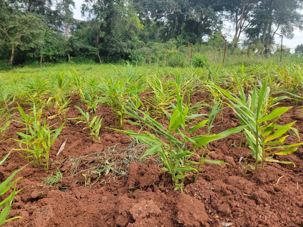 Agronomme_'s tweet image. How to Grow Ginger

Ginger is one of the easiest crops to grow, whether in the field, garden, or containers. With the right conditions, it produces high yields and good-quality rhizomes. Here is a simple guide to help you grow healthy ginger.

1. Choose Healthy Seed Rhizomes…