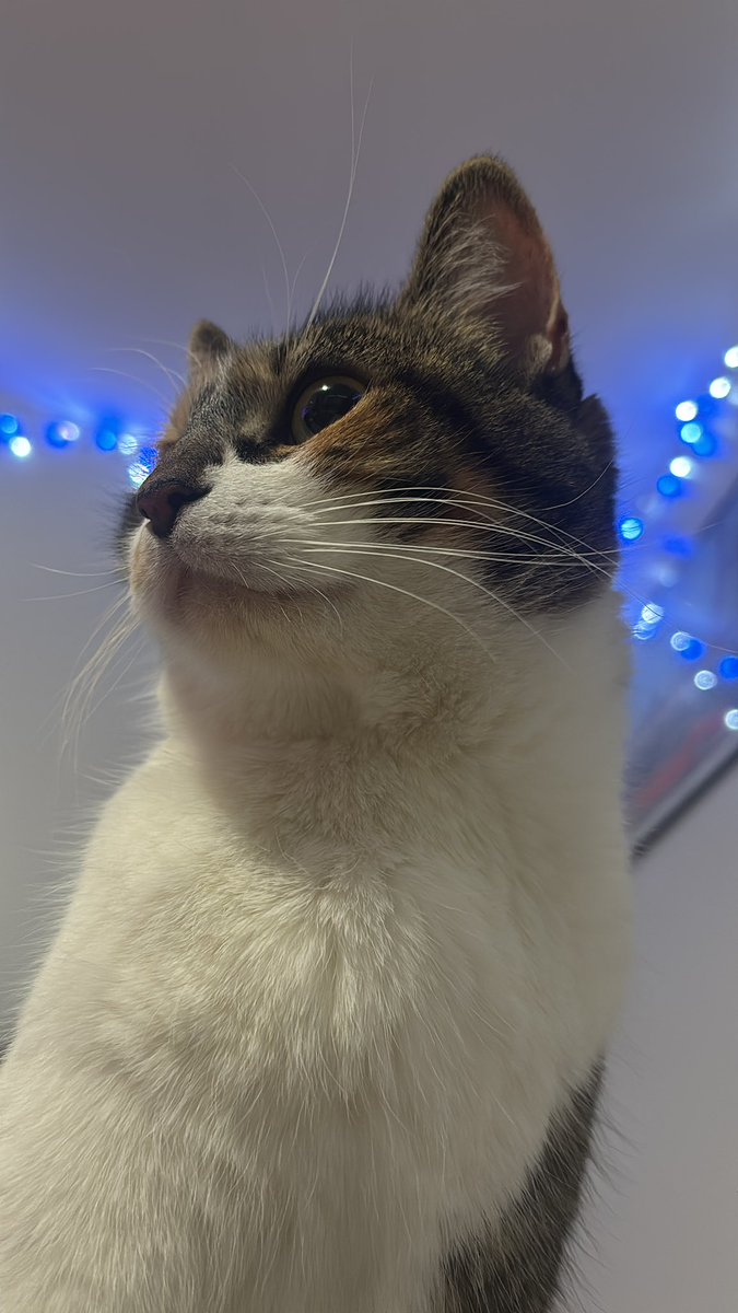 blossum keeps asking if she can open her Christmas presents already