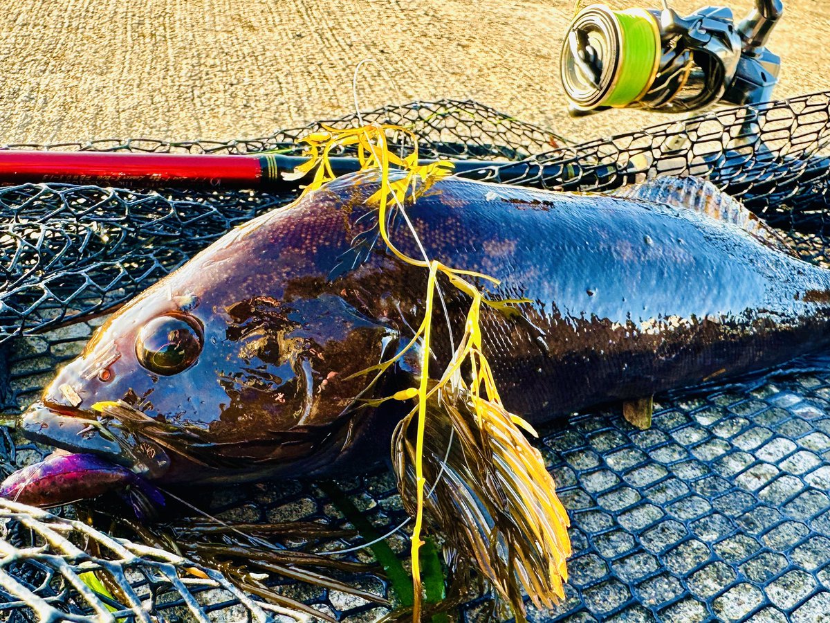 ksn_osp's tweet image. POC東北第3戦気仙沼
残念ながら2本でストップフィッシング
幸先良く2本取れましたがあと1本が遠い1日でした🥲
運営、参加された皆様お疲れ様でした🙇‍♂️

 #POC
 #パワーオーシャンカップ
 #ロックフィッシュ
 #アイナメ
 #気仙沼