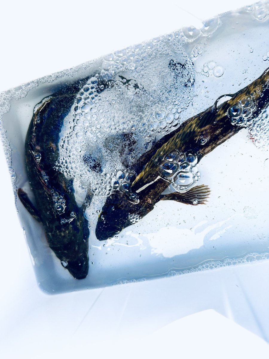 ksn_osp's tweet image. POC東北第3戦気仙沼
残念ながら2本でストップフィッシング
幸先良く2本取れましたがあと1本が遠い1日でした🥲
運営、参加された皆様お疲れ様でした🙇‍♂️

 #POC
 #パワーオーシャンカップ
 #ロックフィッシュ
 #アイナメ
 #気仙沼