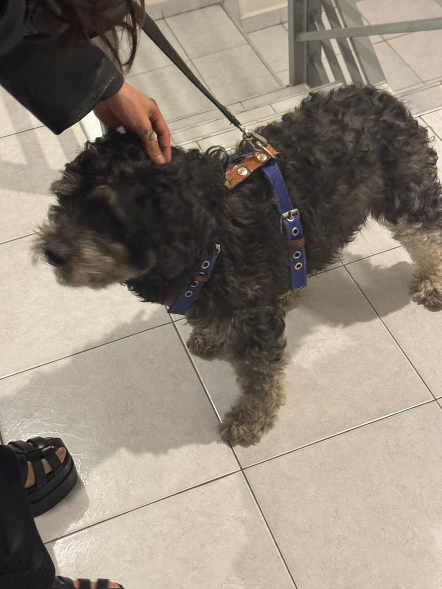 lamariadevil's tweet photo. Nos encontramos este perrito en la av Oceanía muy cerca del Deportivo.
Trae una pechera azul con café pero no trae placa. Nos ayudan a encontrar a sus humanos? #depotivooceania #alcaldiaVC #Perrosperdidoscdmx https://t.co/lomh8Iju2q