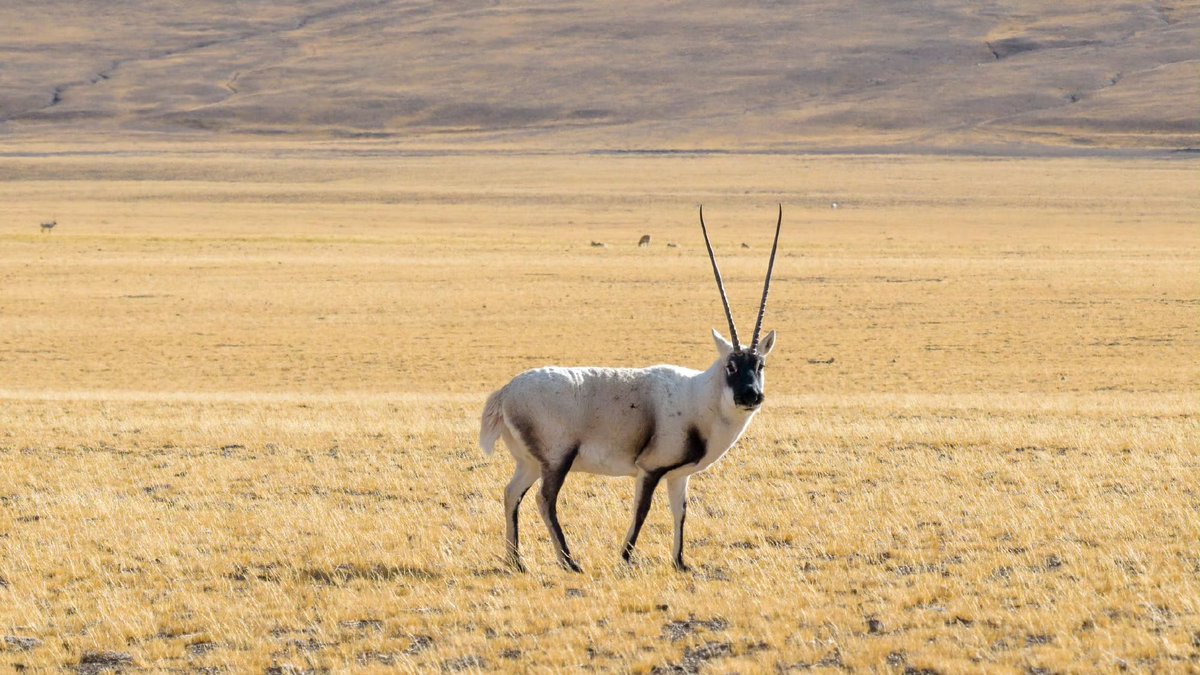 DelekFreda's tweet image. 海拔五千米的藏北地带，空气虽稀薄，却藏着野生动物的一方乐土。
Northern part of #China’s #Xizang, standing 5,000 meters high with thin air, is home to a blissful haven for #wildanimals.