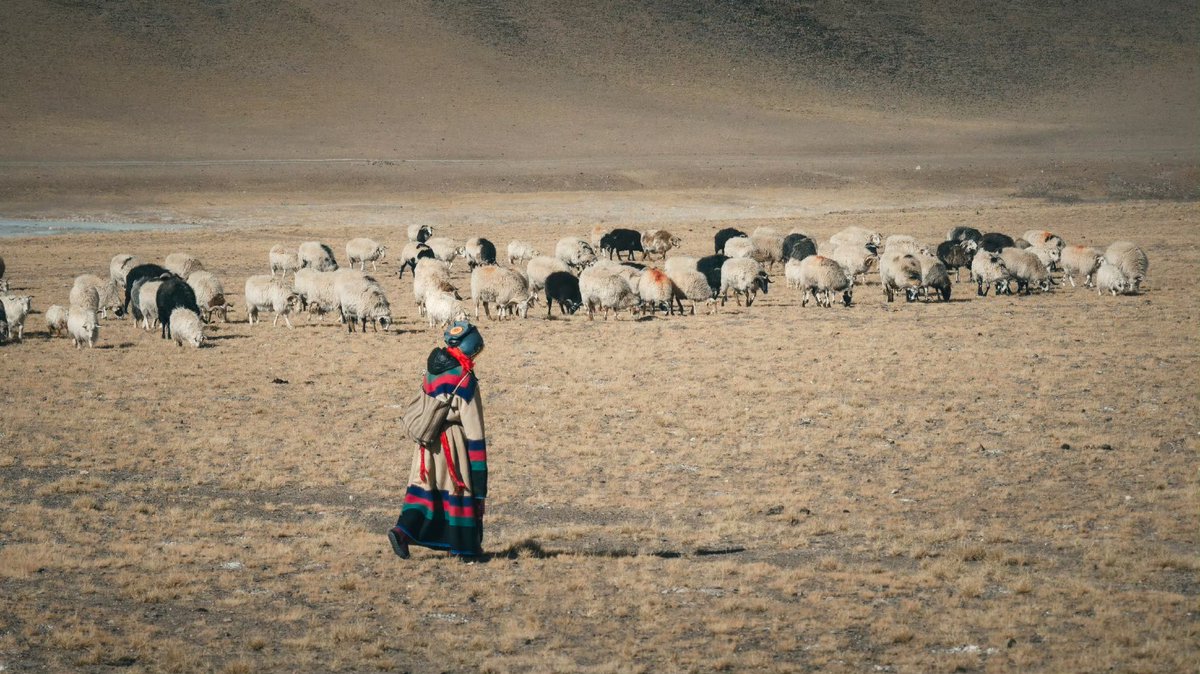 DelekFreda's tweet image. 海拔五千米的藏北地带，空气虽稀薄，却藏着野生动物的一方乐土。
Northern part of #China’s #Xizang, standing 5,000 meters high with thin air, is home to a blissful haven for #wildanimals.