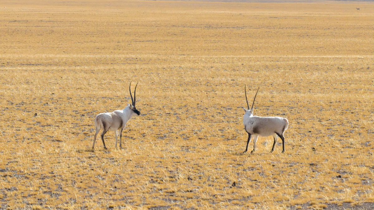 DelekFreda's tweet image. 海拔五千米的藏北地带，空气虽稀薄，却藏着野生动物的一方乐土。
Northern part of #China’s #Xizang, standing 5,000 meters high with thin air, is home to a blissful haven for #wildanimals.