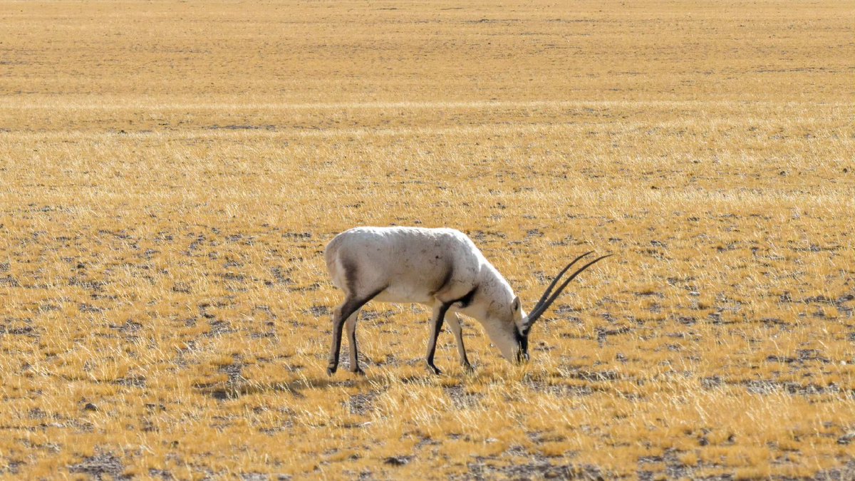 DelekFreda's tweet image. 海拔五千米的藏北地带，空气虽稀薄，却藏着野生动物的一方乐土。
Northern part of #China’s #Xizang, standing 5,000 meters high with thin air, is home to a blissful haven for #wildanimals.