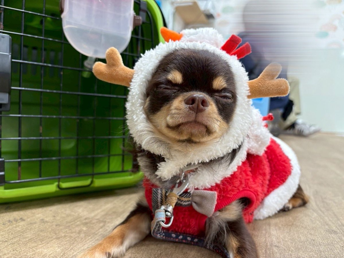rokon1028's tweet photo. うちのトナカイ🎅🏻🎄🦌🎁

#チワワ #犬 #ロングコートチワワ https://t.co/PKXEPO5kdy