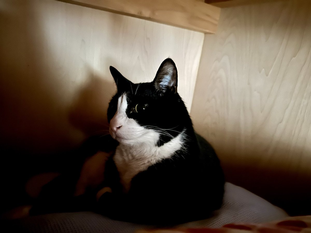 今朝の猫氏