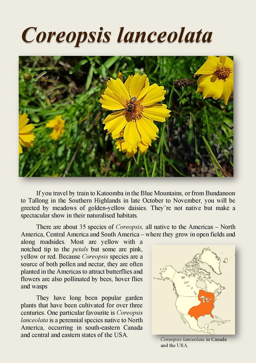 Minmi Paravertebra tweet media