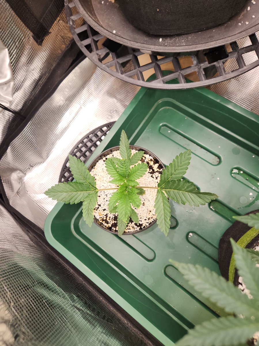 First 2 are gps gg4 s1 mutant runts and the other 2 are animal cookies s1 ,probably going to cull the gg4s tomorrow at least 1 of them anyway
