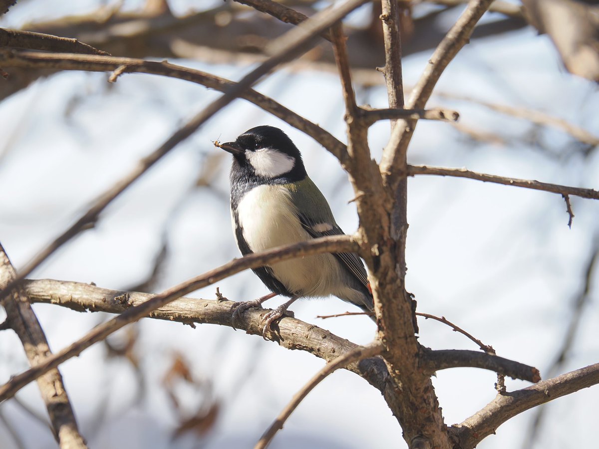 handmade chise＊バーダーハンドメイド作家 (@hankoa_chise) / Posts / X