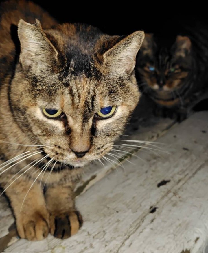 ただの猫ゃで (@siba4884) / Posts / X