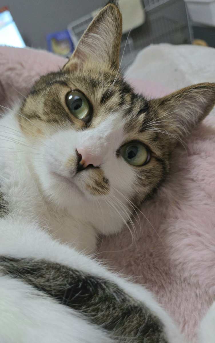 猫神様 (@kamicat_mofu) / Posts / X