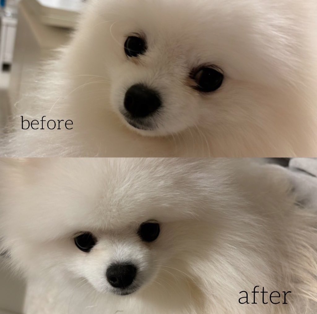 ポメのくま太🧸 (@kumata_teddy) / Posts / X