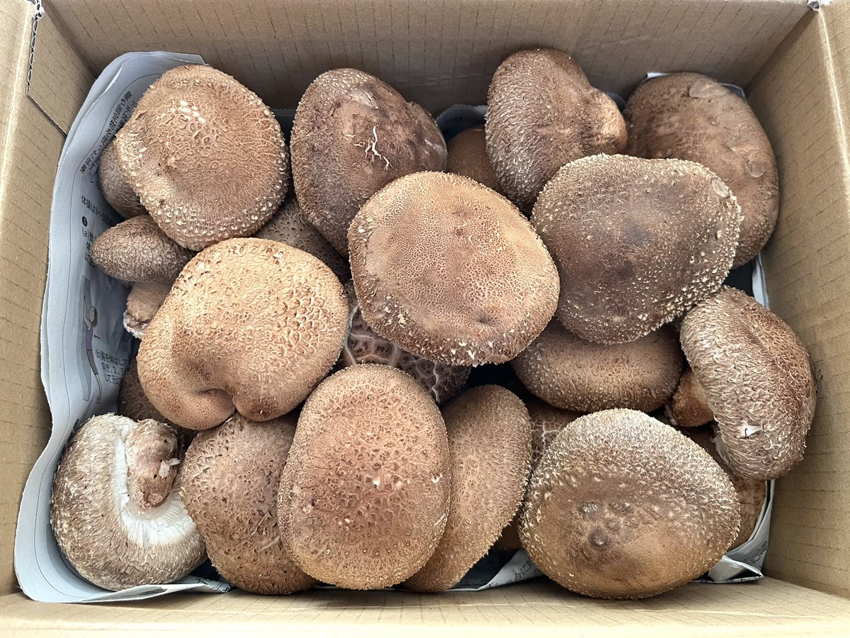 りゅーちん (@8123stagcylam) / Posts / X