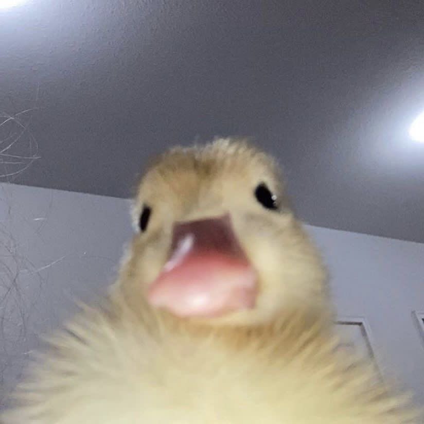 김마늘 tweet media