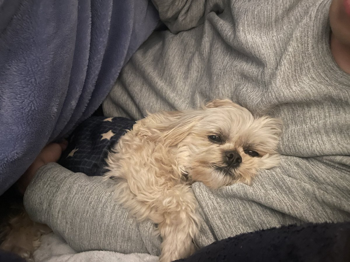 asobou_Riley's tweet photo. 腕のなかで、とろ〜ん

冬だけの特権☃️

#ペキプー #ミックス犬 #犬のいる生活 #dog https://t.co/MEYqodDc98