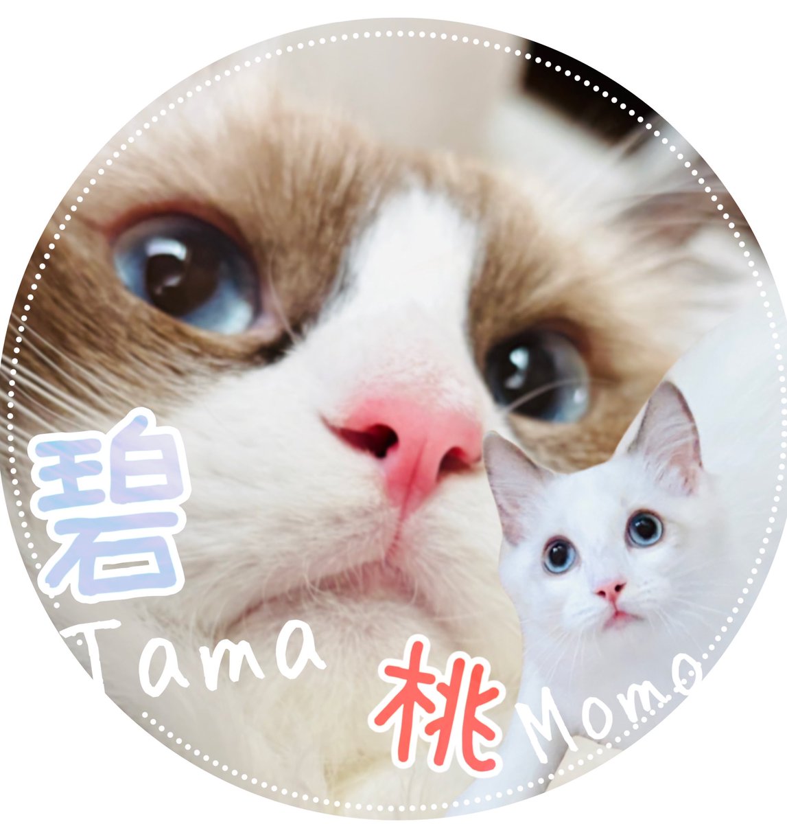 インスタのタマアカウントを、モモも加入して2匹にしました💎🍑 ネコ