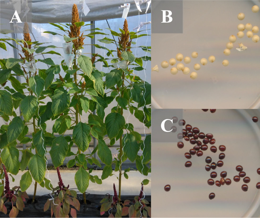Breed_Sci's tweet photo. Zaelani et al., Breeding Science 75: 392-399 (2025)
https://t.co/KYOChlgnfy
QTL mapping of key phenological and morphological traits in grain amaranth (Amaranthus hypochondriacus L.).
#anthesis, #plant_height, #betalain, #ddRAD_seq, #grain_amaranth, #QTL https://t.co/LTQP7VI1Xs