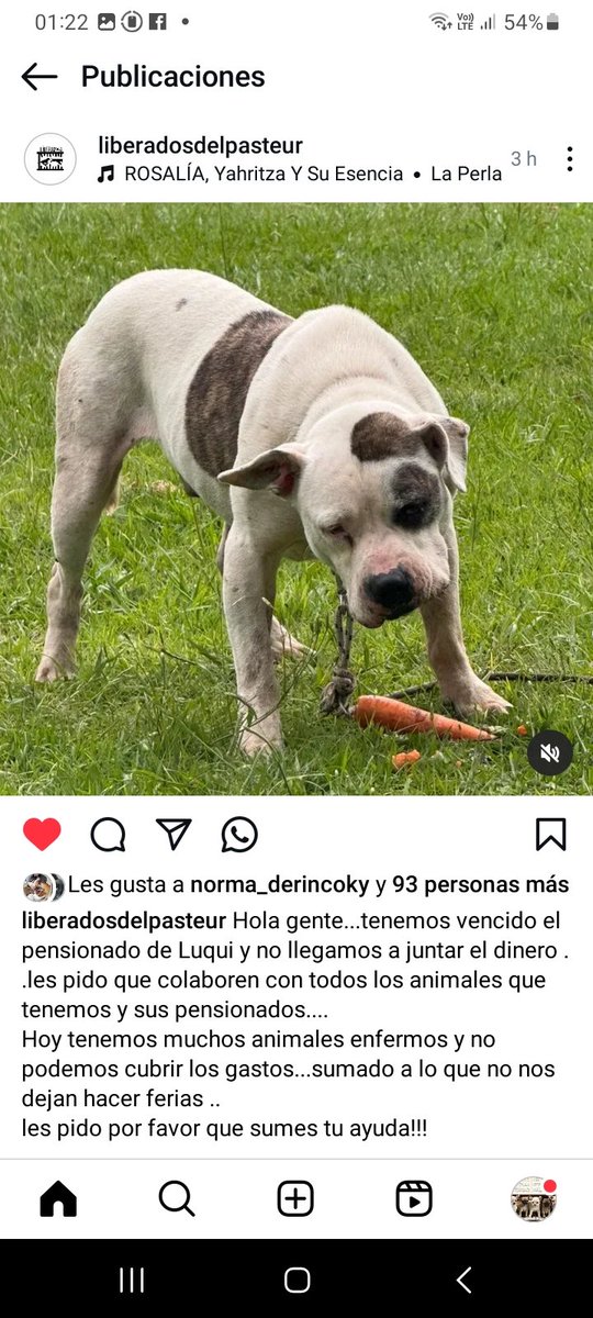 ComoNoAdorarlos's tweet image. 🥺🙏🙏 AYUDA PARA CUBRIR EL PENSIONADO DE LUQUI💙
Rescatado del Pasteur!!! 
Alias 👉 liberados.24
instagram.com/p/DR-24czjpja/…