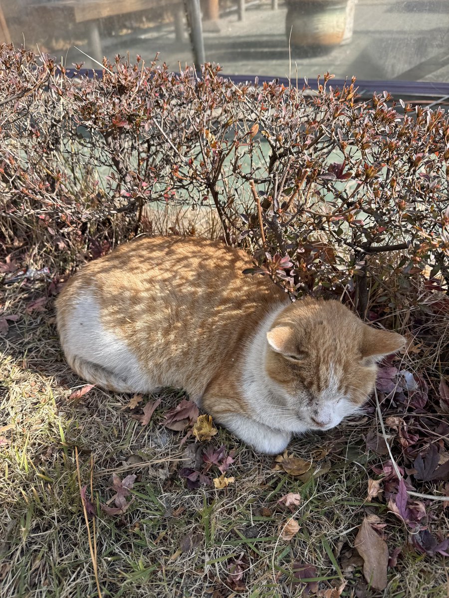 고동지의 월요병