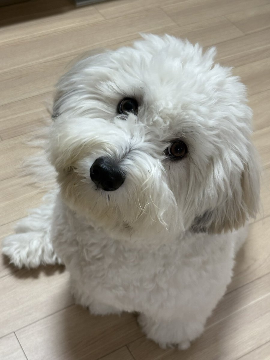 이 아기의 특급 비밀 1나 알려드리갯습니다

사실 이 아기,

할 줄 아는 개인기가 전혀 “없다”