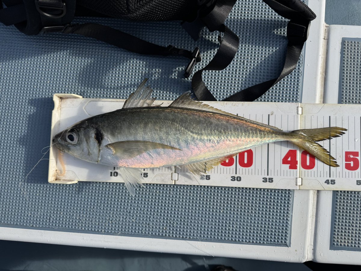 たかのいくま tweet media