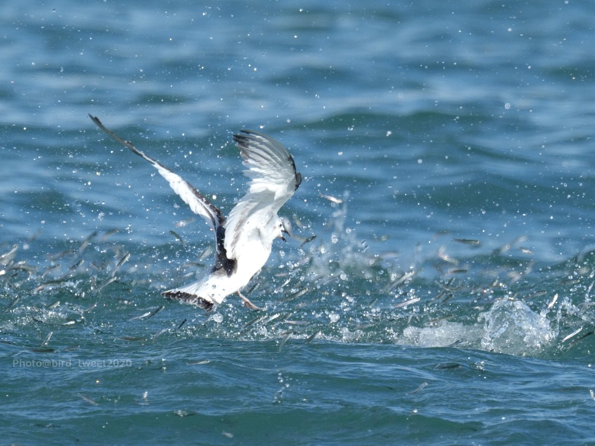豊かな海と #クビワカモメ
この小魚たちは大きな魚に追われて水面に上がってきたのだと思います（予想）。
距離がありましたが、もっとピントを追い込みたかった。。。特に2枚目😢
2025年11月下旬撮影
つづく
#SabinesGull