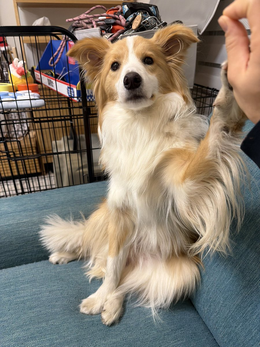 ラピさん、ママあしたからお家にいないからパパと仲良くね！