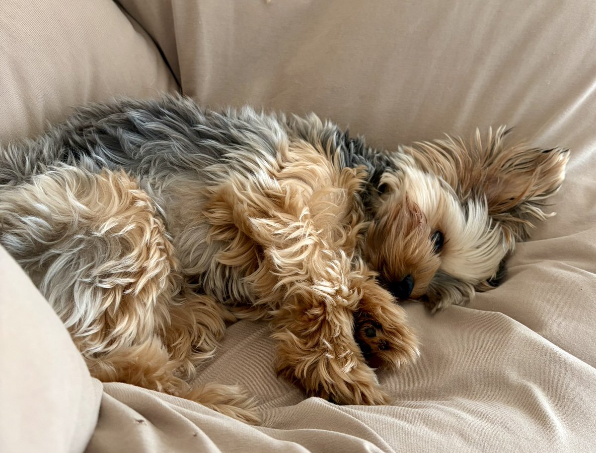 Kofuku “I’d like to have apple for my snack today. Chicken fillet would be fine too. Sweet potato is also okay.”

「きょうの
おやつは
🍎がいいでしゅ。
ささみ🍖でも
いいでしゅよ。
🍠でも
いいでしゅ。

おやつ
いつかな。」

 #小福 #ヨーキー #ヨークシャテリア