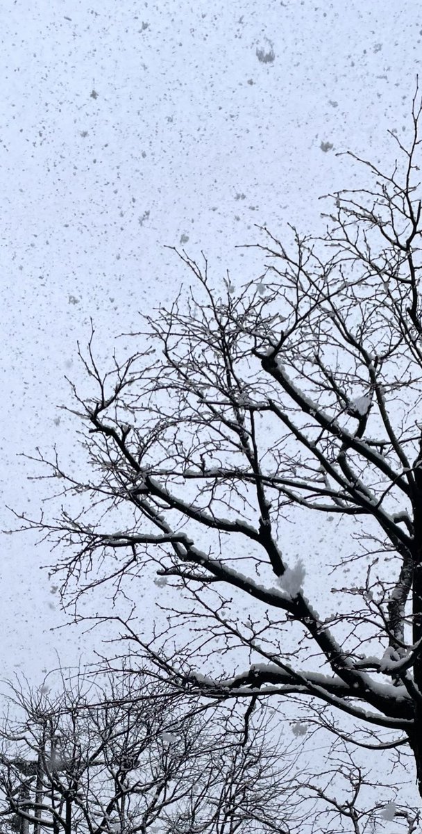 여기 일본인데 눈이 엄청 많이 내려요!!!❄️