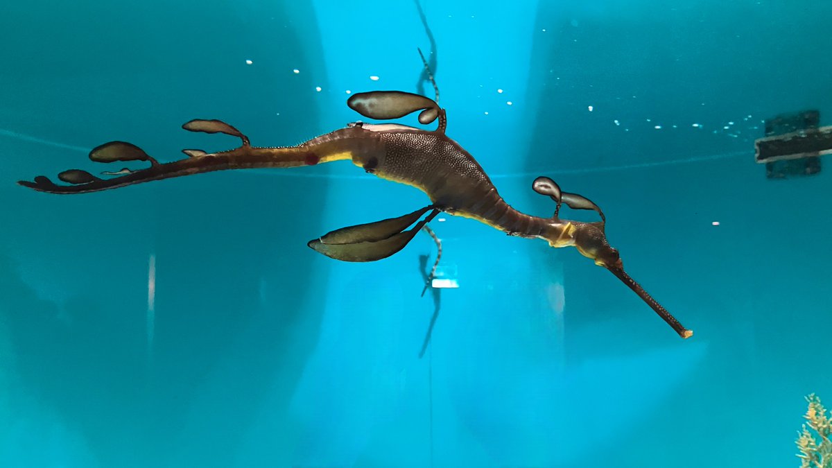 葛西臨海水族園に行ってきた
このシードラゴンに一目惚れしちゃった
ほんと美しい造形してる