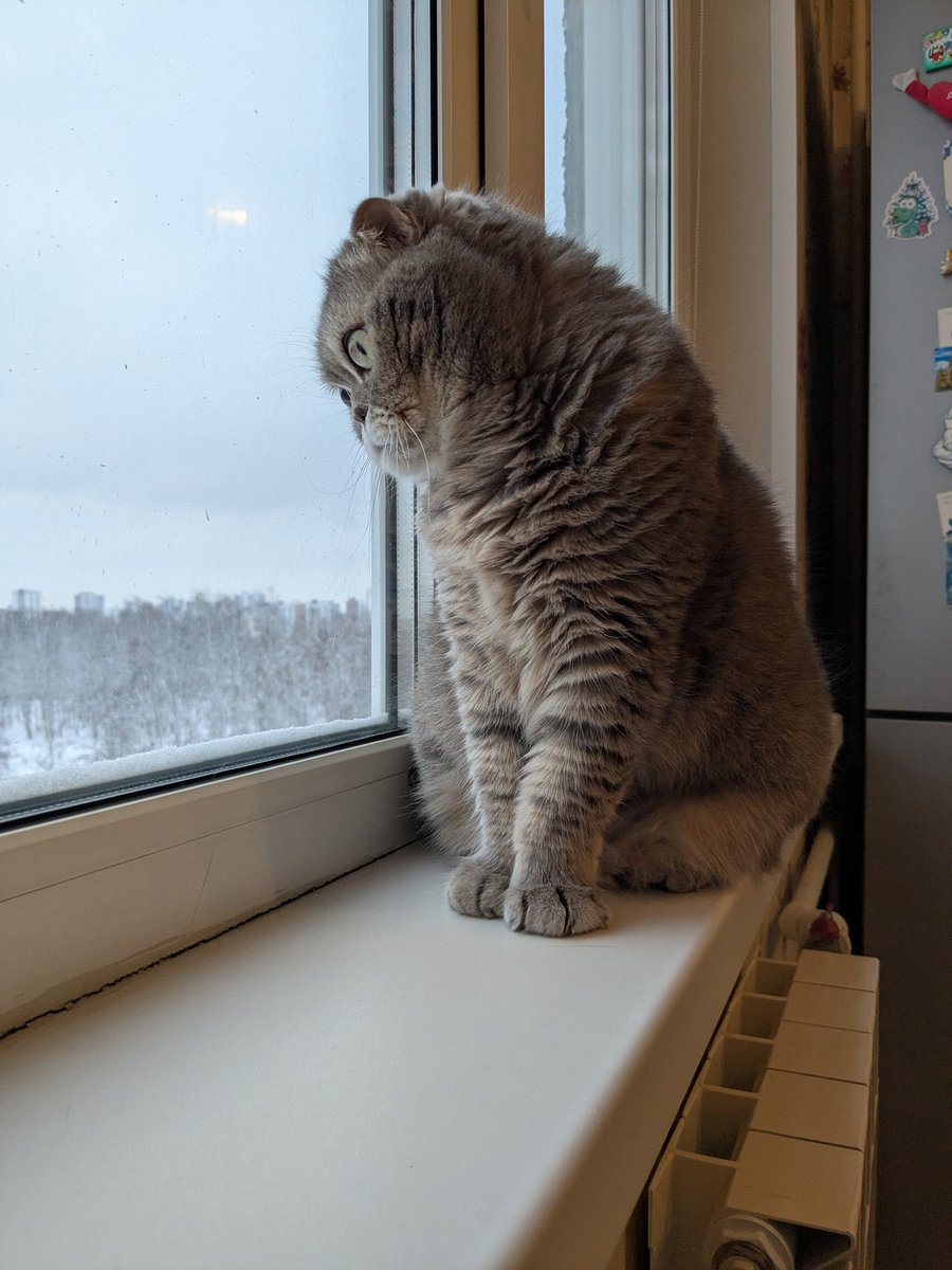 yokai_rin's tweet image. Ждём птицев разных синичек там, голубей для знакомства