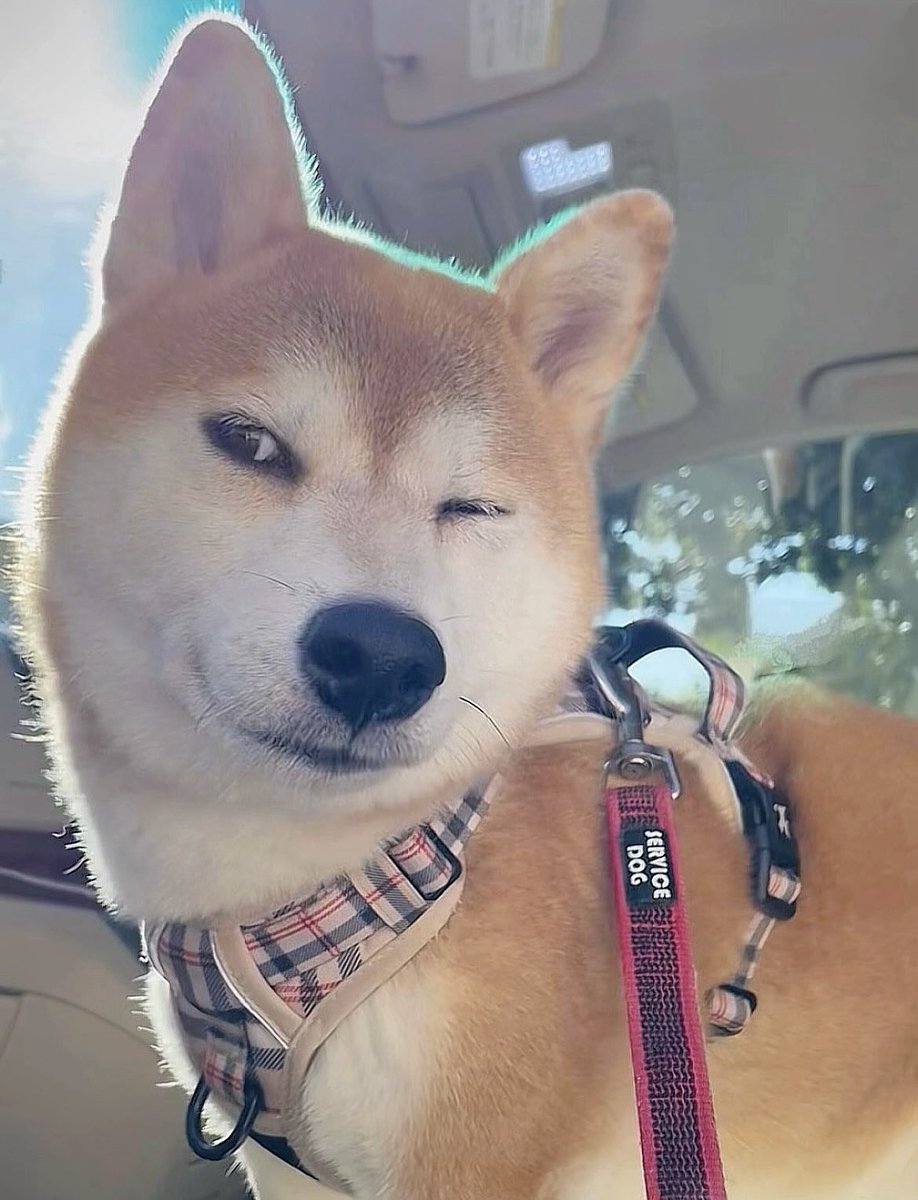 柴犬·͜·♡もも (@momonosekaiii) / Posts / X