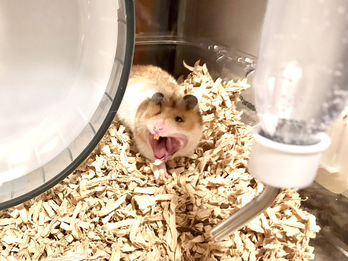 にこ (@25tter) / Posts and Replies / X