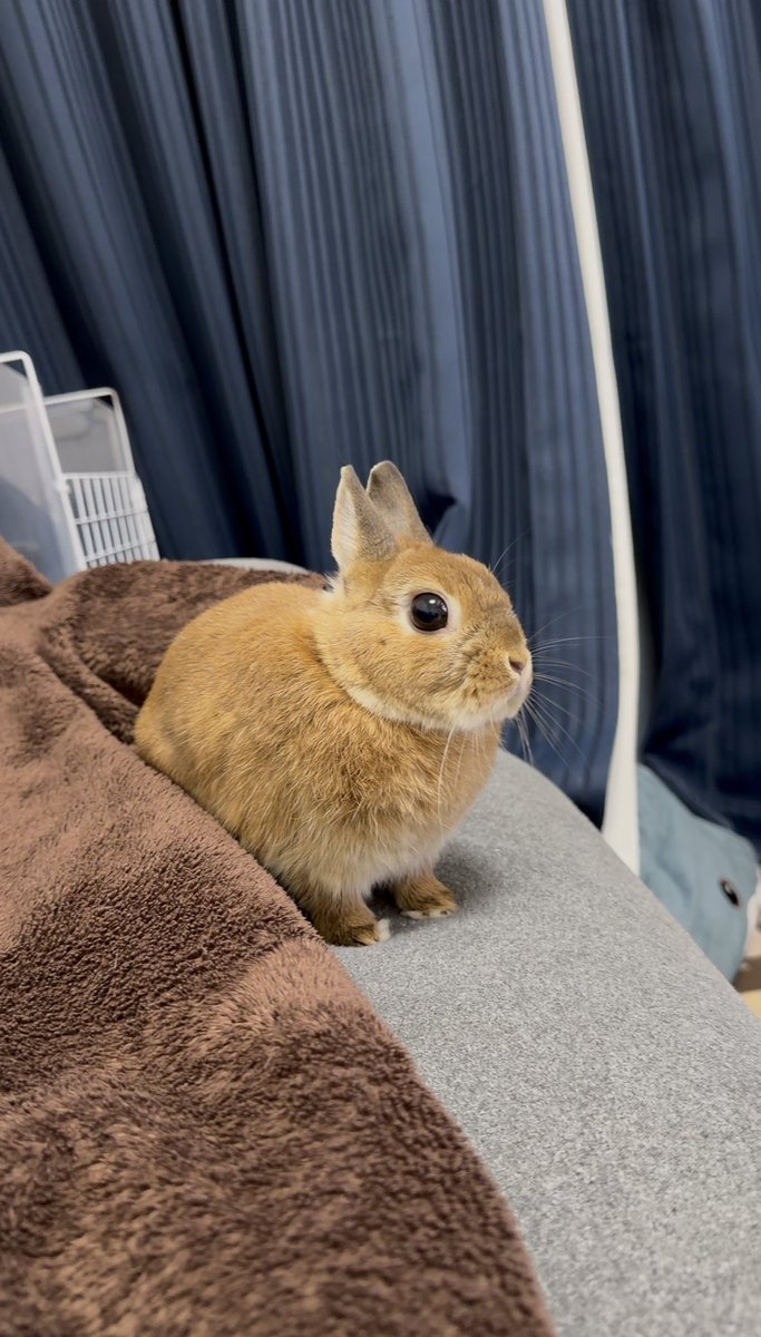 うさぎのマロン (@0610marron) / Posts / X