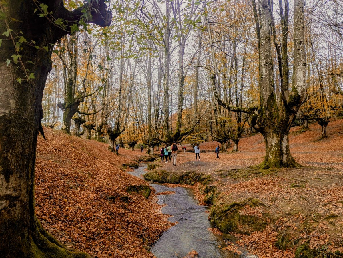 🍂 El Parque Natural de Gorbeia en otoño es pura magia

🍁 Aún estamos en esa época del año en la que los hayedos y robledales lucen sus colores más especiales: amarillos, ocres y rojizos que convierten cada sendero en un paisaje de postal 🌿

🔗 ow.ly/qRIX50XB8Sg