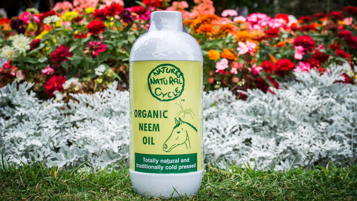 What is neem oil? 🌿 

The ancient super-extract every gardener needs – from black spot on roses to sweet itch on horses. One bottle, two jobs.

Read more here:
thenaturalgardener.co.uk/advice/what-is…

#NeemOil #OrganicGardening #TheNaturalGardener