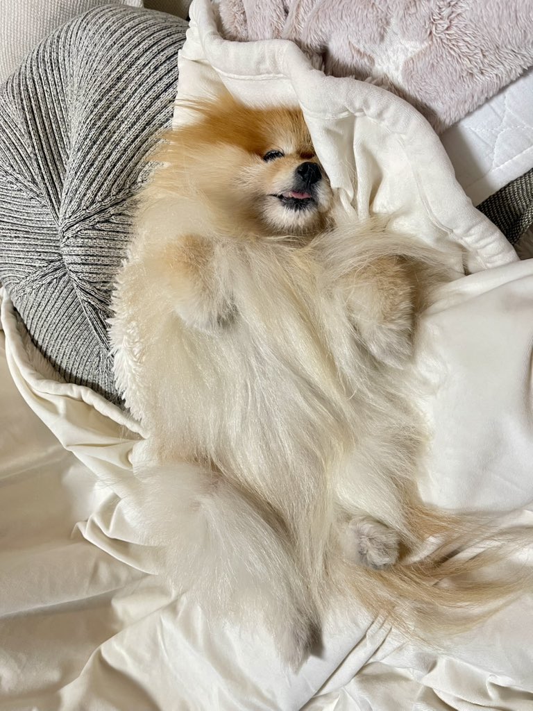 ポメラニアもふもふ3匹 (@ak1toPome) / Posts / X