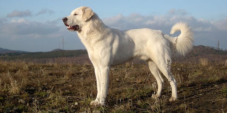 Just a giant snowflake exploring his kingdom! 👑🐾 Enjoying the breeze and the view as if there were no tomorrow. What majesty! ✨
