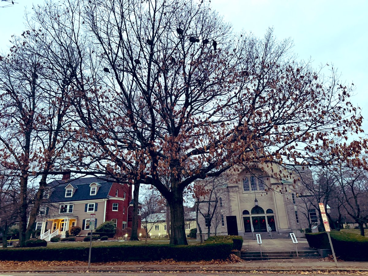 peterpayackpoet's tweet photo. Where do a #Flock of #uppity #Wild #Turkeys go at #sunset in #Cambridge? Why #Brattle St on #Tory_row! #Boston #Skyline #cambridge #newengland #Fresh_Pond
#SundaySunrise @ericfisher
@Pamelanbcboston
@ShiriSpear
@Met_CindyFitz
@laabs
@weatherchannel
@TaniaLealTV
@NewEnglandInfo
@sarahwroblewski #followingnecn @PeteNBCBoston
@Pamelanbcboston
@growingwisdom
@boston25
@TandWToday
@WeatherNation
@Eweather13
@MichaelPageWx
@WX1BOX
@NewEnglandInfo
@Earthjustice #mawx
@OnlyInBOS @Storyful
@JimCantore @Morning_Joe
@VickiGrafWX
@jacobwycoff @Morning_Joe
@wx_Lyss @EH_Stonehenge @ST0NEHENGE