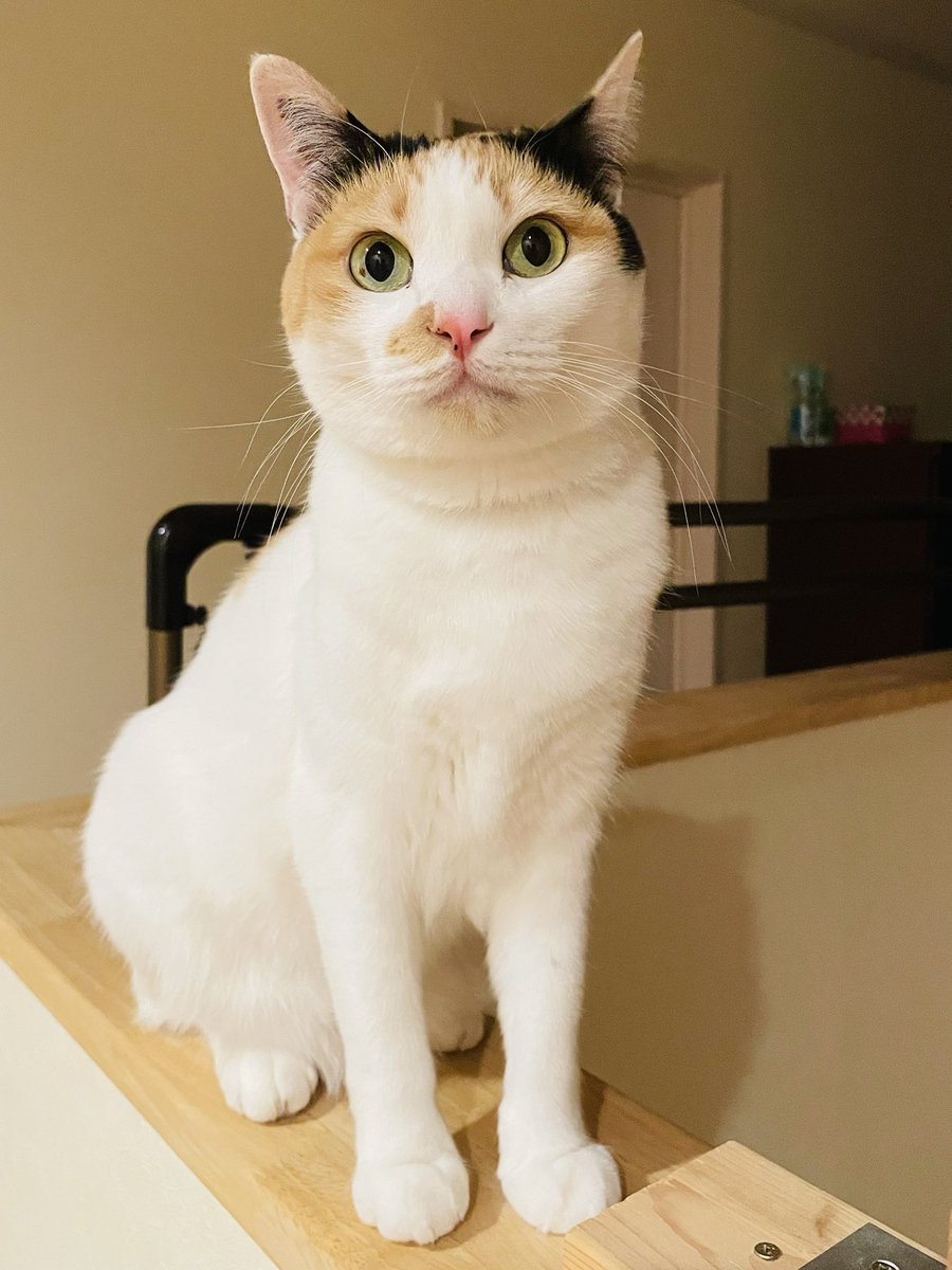 ネコとネコとネコ＋α (@neko_neko0222) / Posts / X