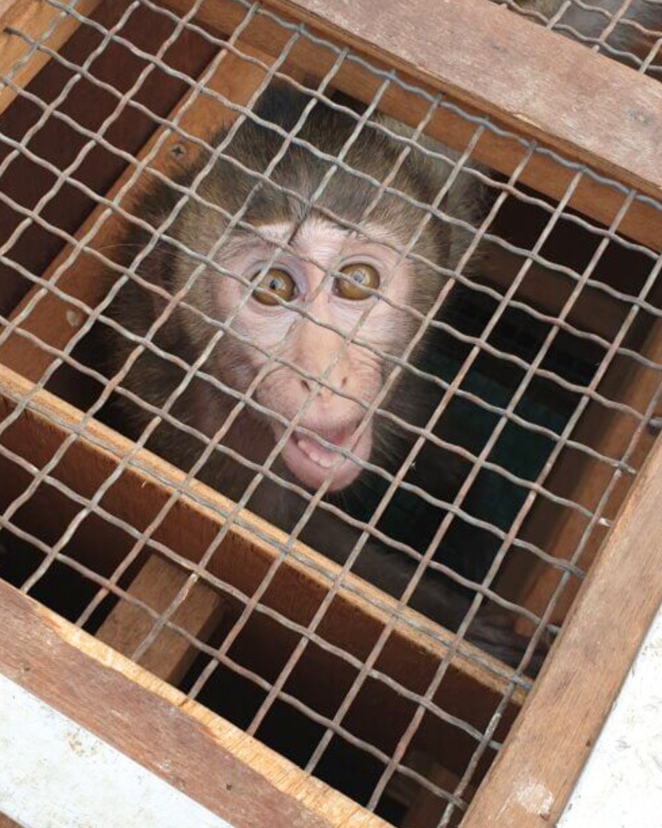 En este momento, la aerolínea SkyTaxi está transportando a más de 700 macacos de cola larga para que sean torturados hasta la muerte en atroces e inútiles experimentos.

En esta ocasión, este cruel transporte tiene como origen Camboya, un país sobre el que se ha demostrado cómo