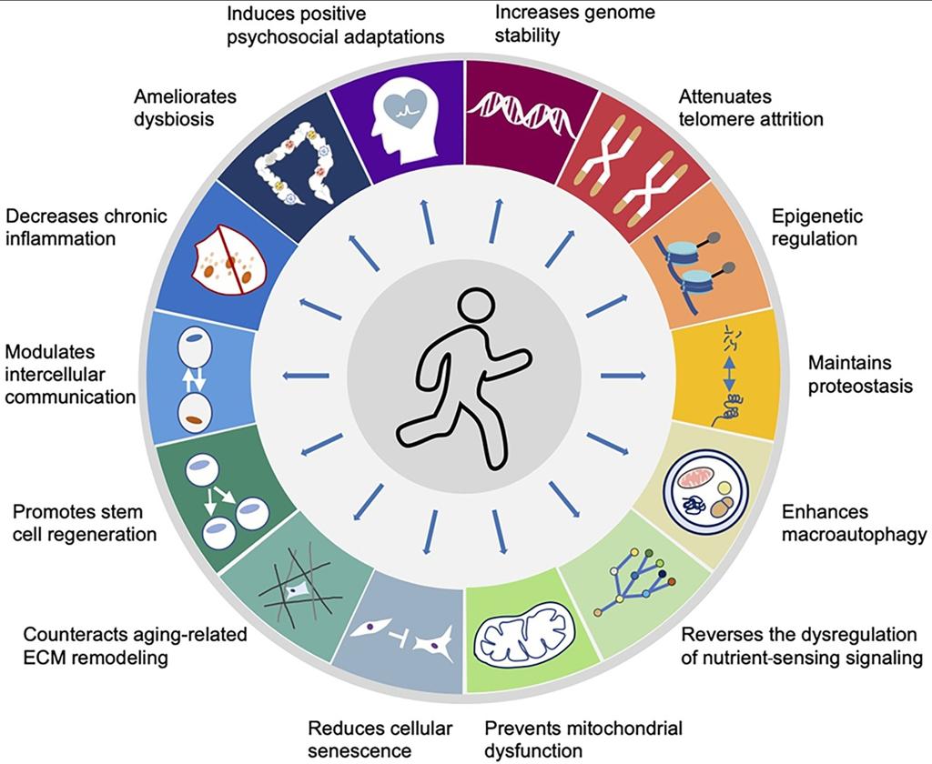 CMEINDIA1's tweet photo. 🔵 CME INDIA Clinical Pearls: Exercise & Biological Aging

1. Exercise is the only intervention that improves all hallmarks of aging

No drug available today targets as many aging pathways as regular physical activity.

Works simultaneously on genomic, mitochondrial, inflammatory, metabolic, cellular, and psychosocial pathways.

🔵 2. Improves proteostasis & waste disposal

↓ GRP78, ↓ PERK–eIF2α stress pathway → lower ER stress.

↑ BAG-2 → better chaperone function.

↓ β-amyloid & ↓ plasma SDS-resistant protein aggregates → neuroprotective.

↑ Lipophagy, ↑ Mitophagy, ↑ Autophagy → “cellular cleaning system” boosted.

Clinician takeaway: Regular exercise acts like an endogenous “anti-amyloid & anti-proteinopathy therapy.”

🔵 3. Reverses dysregulated nutrient sensing

↑ Sestrins, ↑ AKT, ↑ PGC-1α → restores metabolic homeostasis.

Normalizes amino-acid metabolism; ↑ glycine, succinate & creatine → improved muscle energetics.

Pearl: Many metabolic benefits attributed to diet pills are naturally achieved via exercise.

🔵 4. Enhances mitochondrial function — the strongest anti-aging effect

↑ Mitochondrial content, ↓ fragmentation, ↓ ROS.

Maintains mitochondrial dynamics via PGC-1α + AMPK activation.

Pearl: Exercising muscle is the body’s largest anti-oxidant organ.

🔵 5. Reduces cellular senescence

↓ Senescence markers (PDE5, GDF-15, Smyd1).

↓ ER stress & oxidative stress.

↓ Senescence-associated secretory proteins (SASP).

Pearl: Exercise is the safest “senolytic”—clears old cells and prevents accumulation of new ones.

🔵 6. Powerful stimulation of stem cell regeneration

↑ TGF-β–Cyclin D1 axis, ↑ Wnt/β-catenin → muscle stem cell renewal.

Enhances neurogenesis and bone stem cell activity.

Clinical meaning: Exercise delays sarcopenia, osteoporosis, and cognitive decline.

🔵 7. Effective anti-inflammatory therapy without a prescription

↓ IL-6, ↓ TNF-α, ↓ CRP.

↓ Complement C1q & other pro-aging blood factors.

Pearl: Chronic inflammation (“inflammaging”) is reversible with consistent activity.

🔵 8. Shifts gut microbiome toward anti-aging profile

↑ Bifidobacterium, ↑ Anaerostipes, ↑ Oscillospira.

↓ Prevotella, ↓ Succinivibrio (linked to metabolic disease).

Pearl: Exercise is a natural “microbiome modulator” improving metabolic, immune & neurobehavioral health.

🔵 9. Improves genome stability

↓ DNA damage, ↓ mtDNA mutations.

↑ Telomerase activity → ↑ telomere length.

Pearl: Exercise is the strongest non-pharmacological strategy to slow epigenetic aging clocks.

🔵 10. Enhances macroautophagy — essential for longevity

↑ AMPK, ↑ FGF21, ↑ SIRT1, ↑ FUNDC1 pathway.

Restores removal of damaged proteins, lipids & organelles.

Pearl: Autophagy from exercise supports metabolic flexibility and prevents fatty liver.

🔵 11. Improves extracellular matrix & musculoskeletal health

↓ aging-related ECM proteins.

↑ myogenesis, ↑ cortical bone thickness, ↑ BMD.

Pearl: Exercise achieves outcomes no osteoporosis drug can independently deliver.

🔵 12. Broad functional outcomes

↑ Cognitive function

↑ Insulin sensitivity

↑ Cardiorespiratory fitness

↑ Bone mass

↓ Coronary endothelial dysfunction

↓ Liver steatosis

↑ Quality of life & ↓ depression/anxiety

Pearl: Exercise is simultaneously an anti-diabetic, anti-cancer, anti-dementia, anti-fibrosis and anti-obesity therapy.

🔵 13. Minimum effective dose is low — benefits start early

Even 10–15 min/day brisk walking reduces biological aging markers.

Benefits accumulate slowly but steadily across decades.

Pearl: “Something is better than nothing; consistency beats intensity.”

🔵 14. Over-exercising can also harm — a U-shaped curve

Excessive high-intensity training may increase oxidative stress & atrial arrhythmias in older adults.

Safe upper limit still needs clearer research.

Clinician message: Encourage moderate intensity, especially in elderly with multimorbidity.

🔵Next 🧵 🔦 
https://t.co/A491WD91fS