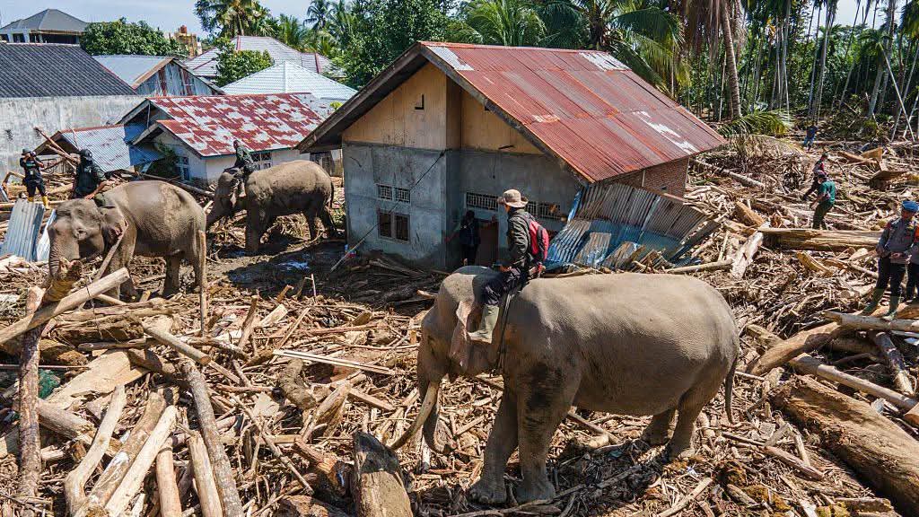 Aceh's tweet image. Gajah Aceh 🐘🐘🐘 mulai bersihkan kayu dari permukiman warga Meureudu, Pidie Jaya, Aceh, yang digulung 🌀banjir, AFP-Senin (08/12). Kalau lah gajah gajah ini bisa berbicara, apa yang akan dia katakan!??